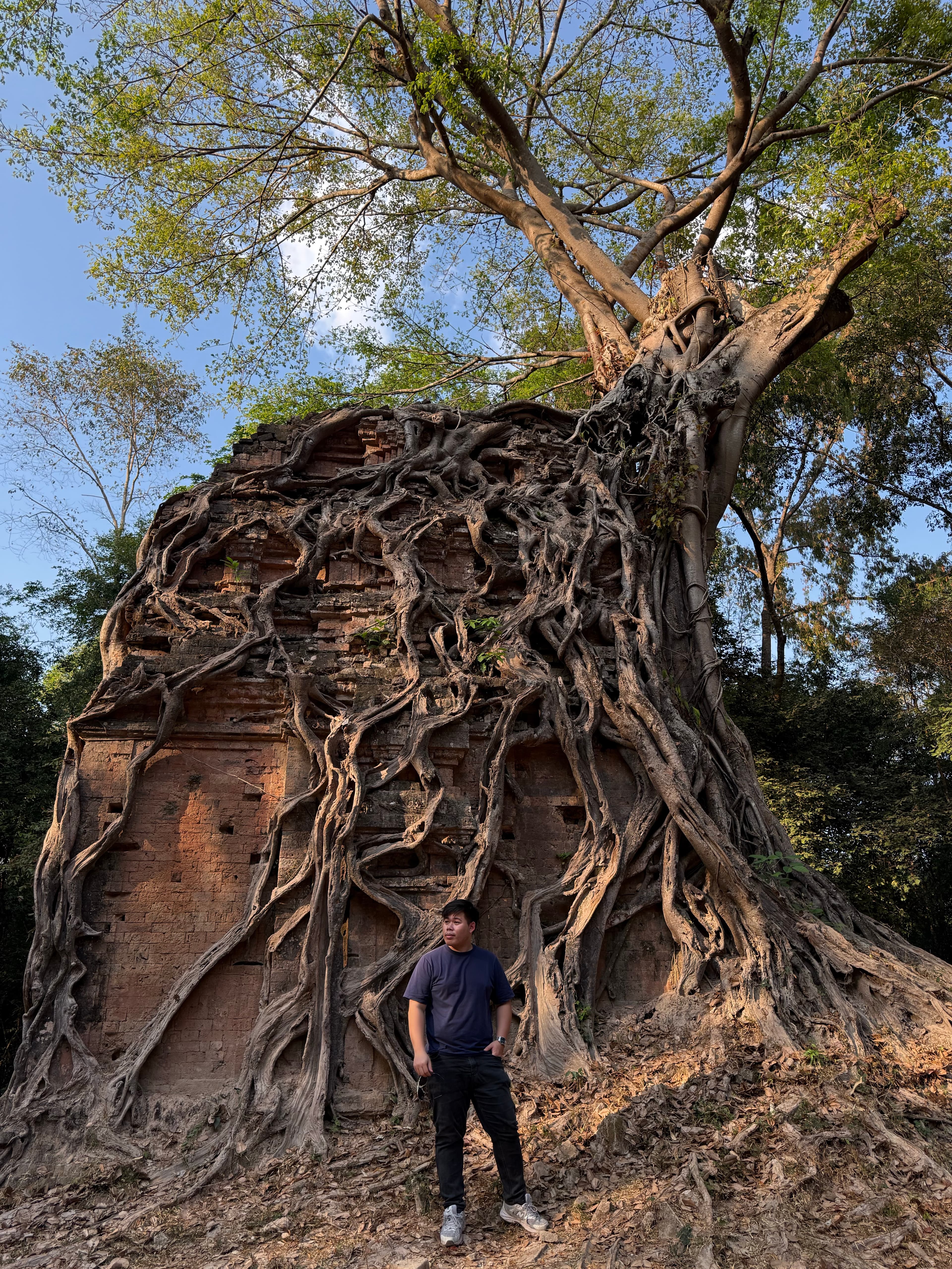 Tree roots over brick temple