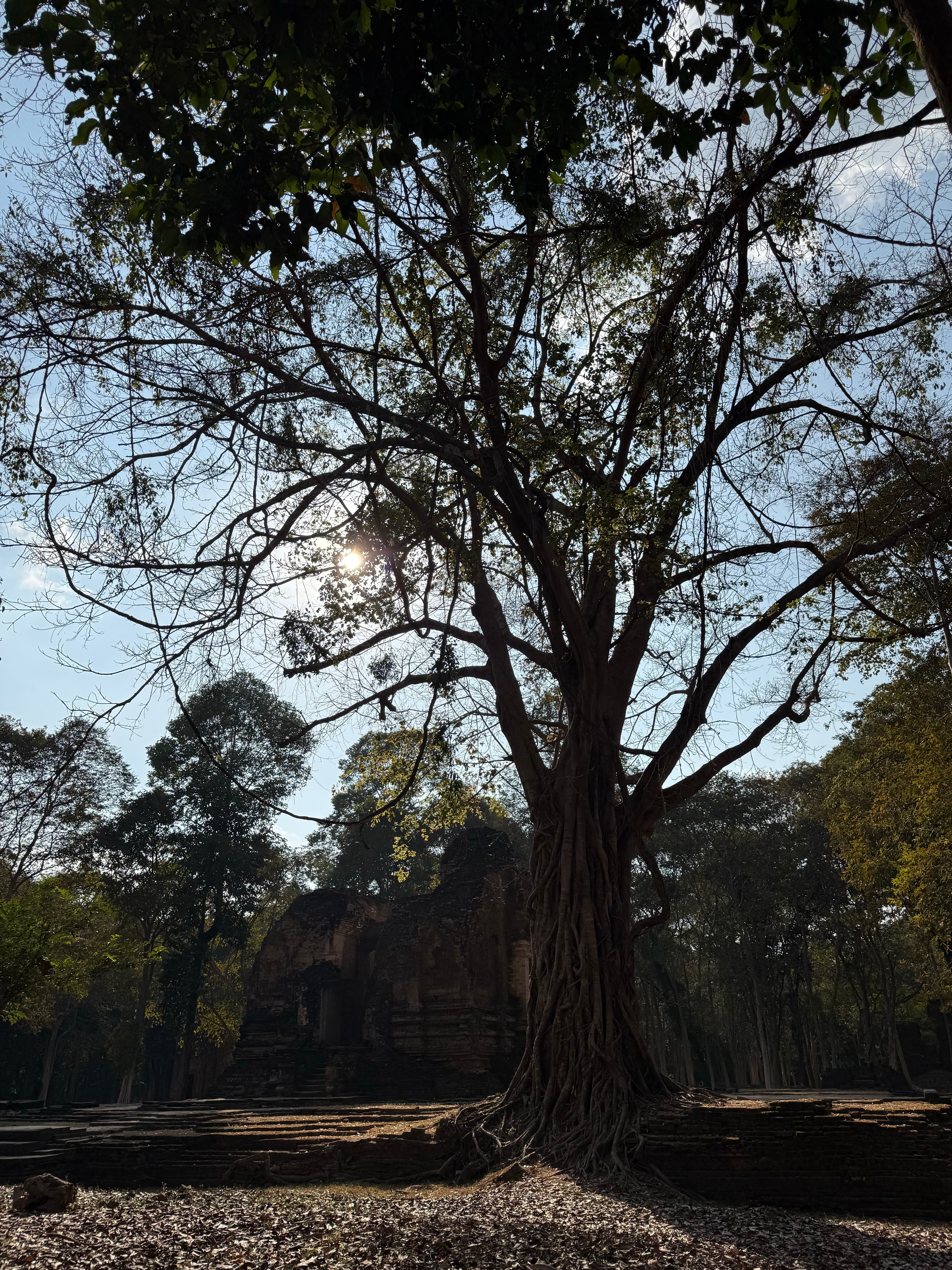 Ancient tree over temple ruins