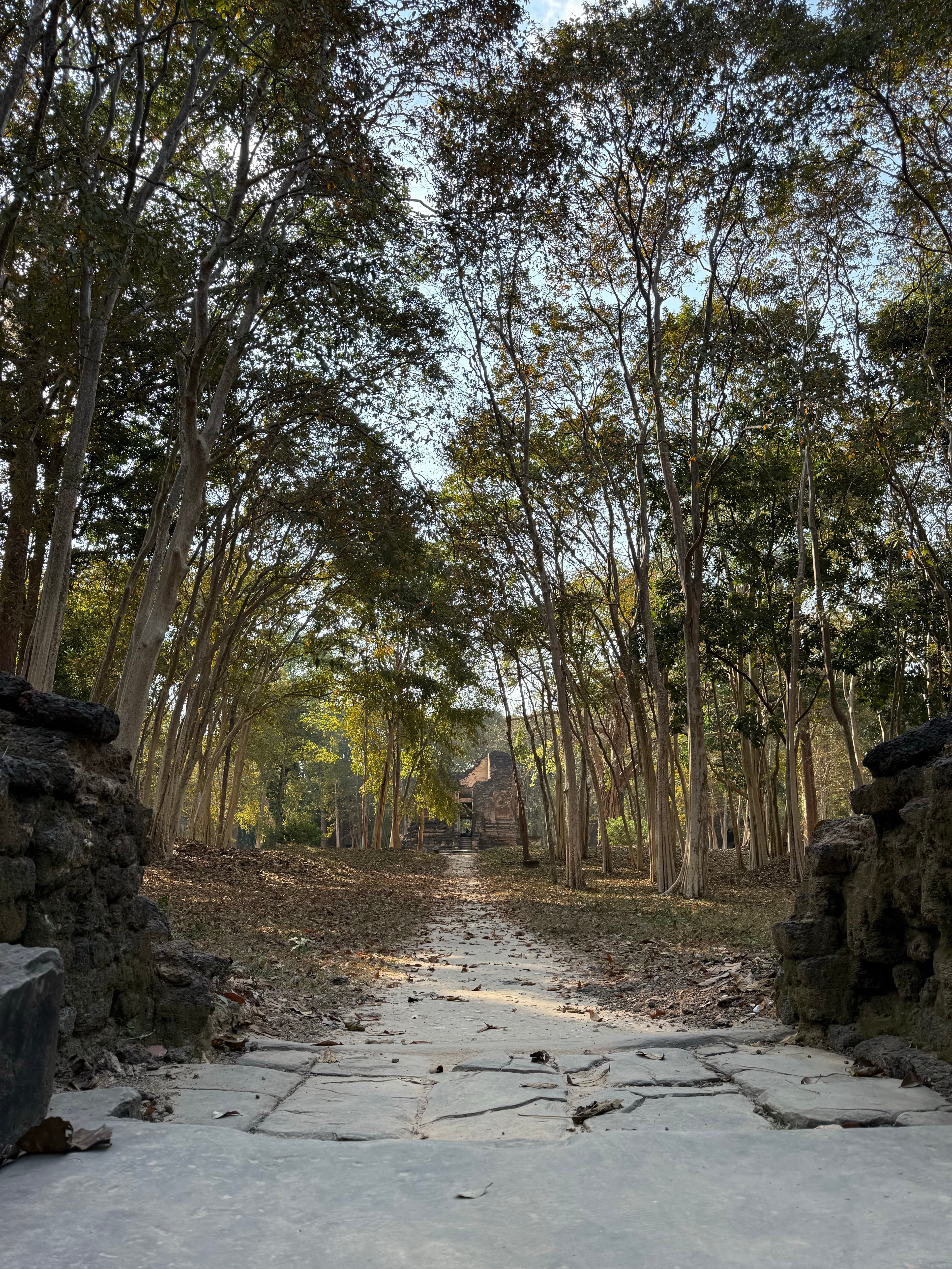 Stone path through the forest